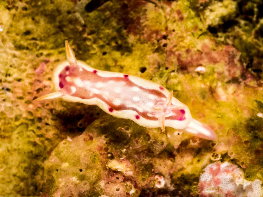 Ceratosoma sp. 1